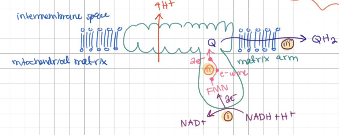 <p>Complex I Mechanism</p><p>1) NADH gets oxidized by matrix arm → sends 2 e-</p><p>2) FMN gets 1 electron at a time from NADH to send through electron wire within matrix arm</p><p>3) <u>Q</u> gets reduced (gains <u>2</u> e-) and transfers electrons to Complex <u>III</u></p>