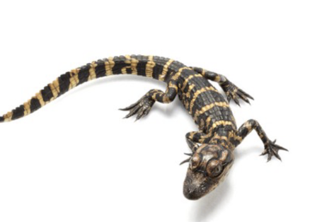 <p>American alligator</p>