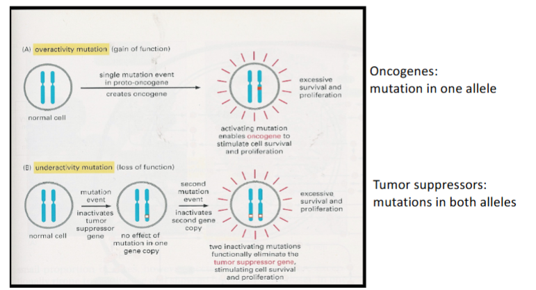 <p>Oncogenes act in a dominant manner</p><p>Tumour suppressors are recessive</p>