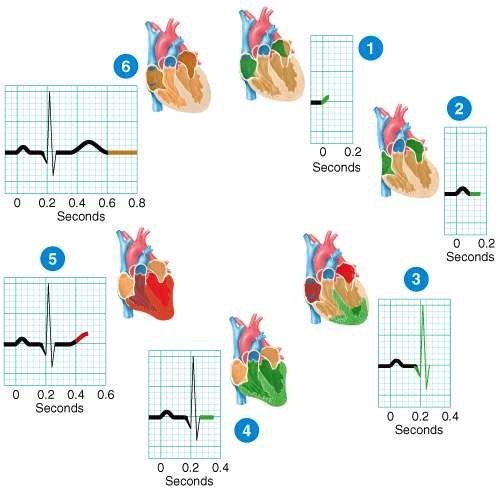 <p>Which phases of a heartbeat shown in the diagram involve depolarization of any of the heart’s four chambers?</p><p>a) 1 and 3</p><p>b) 2 and 4</p><p>c) 4 and 6</p><p>d) 1, 3, and 5</p><p>e) 1 and 5</p>