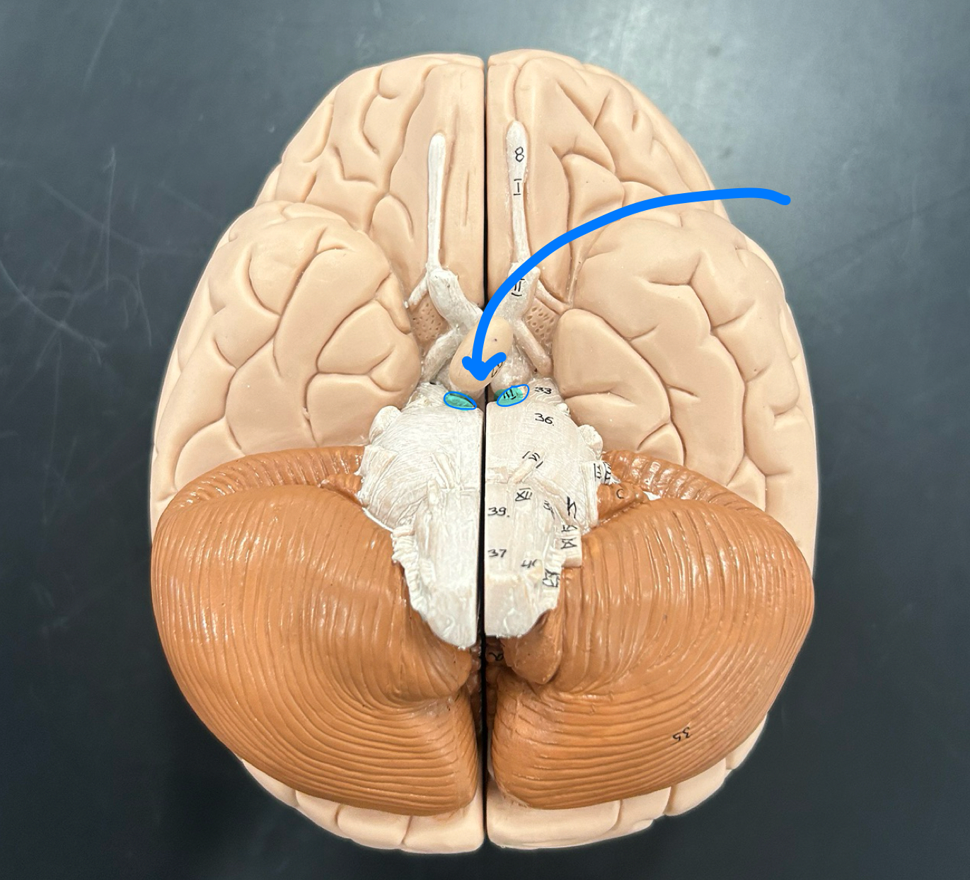 knowt flashcard image