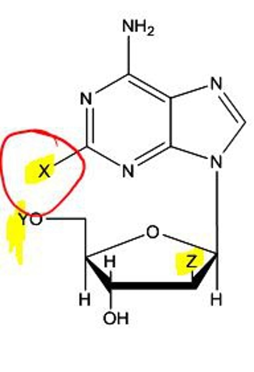 <p>a sugar used in the formation of DNA</p>