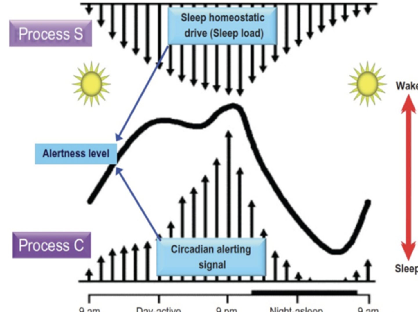 <p>"S" stands for Sleep Pressure or Sleep Debt</p><p>Homeostatic (constant, stable)</p><p>Sleep propensity increases the longer you stay awake</p><p>Sleep propensity decreases with sleep</p><p>You can think of Process S as intensity of sleepiness or a drive to put you to sleep</p><p>Process S is homeostatic</p><p>Growth hormone and Plasma Prolactin is under process S</p><p>Process S is sleep debt</p>