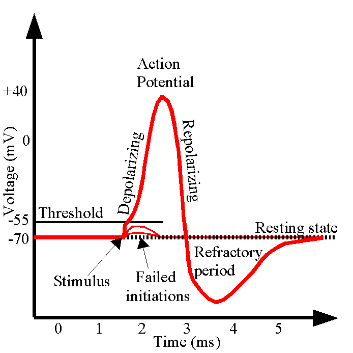 <p>End of action potential</p><p>For a short time if the potentioal goes below the resting potential</p>