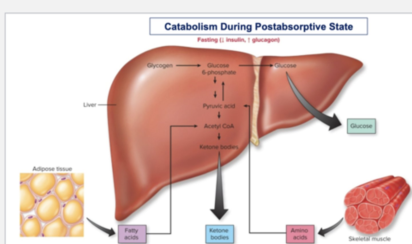 <p>☆ During fasting, insulin secretion decreases and glucagon secretion increases</p><p>☆ There is release of glucose, fatty acids, ketone bodies, and AAs into the blood, the liver also releases glucose synthesized by glucoeneogenesis</p>