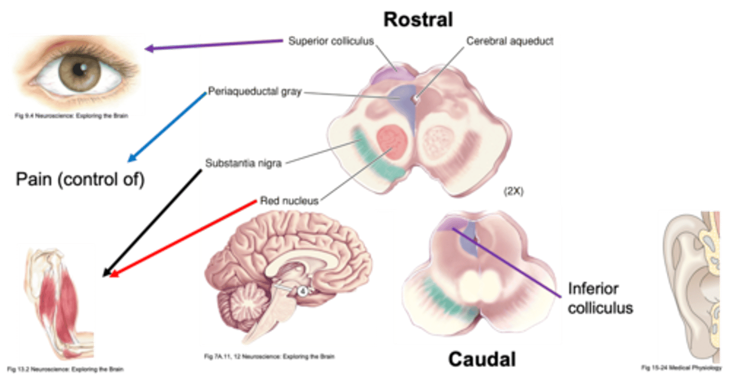 <p>What does the inferior colliculus do?</p>