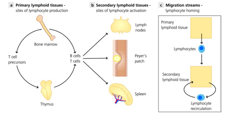 <ul><li><p><strong>Primary organs</strong>: lymphocyte formation & maturation – <strong>bone marrow & thymus</strong></p></li><li><p><strong>Secondary organs</strong>: recognise & respond to foreign material – <strong>lymph nodes & spleen</strong></p></li></ul><p></p>