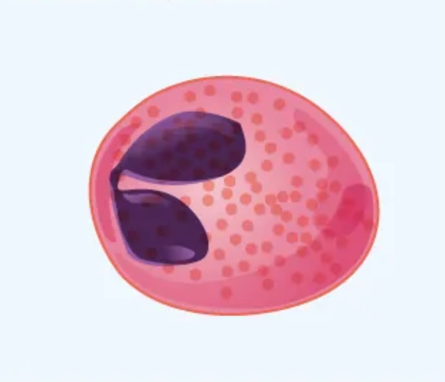 <p>What cell is this? </p>