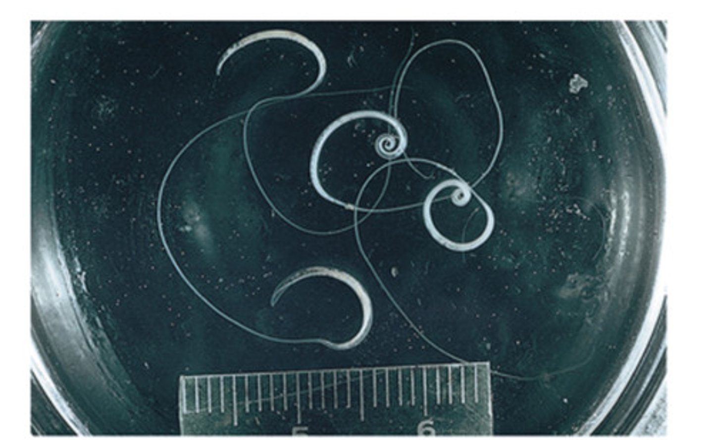 <p>This nematode of dogs and cats gets its common name from its characteristic adult shape. The common name is __</p>