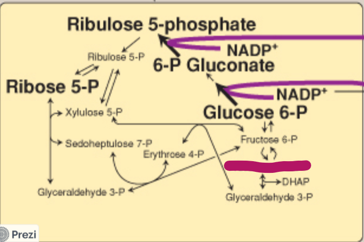 <p>Label this step of the PPP.</p>