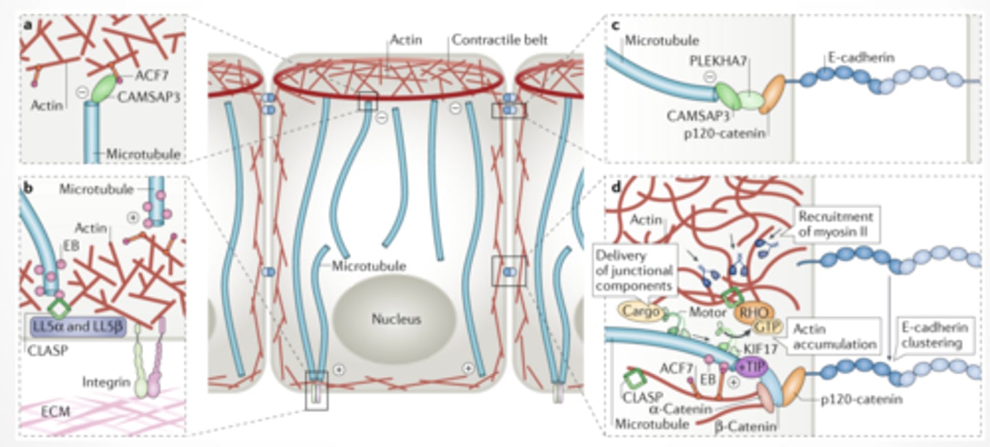 <p>ACTIN AND MICROTUBULES INTERACT IN CELL POLARITY feeet</p>
