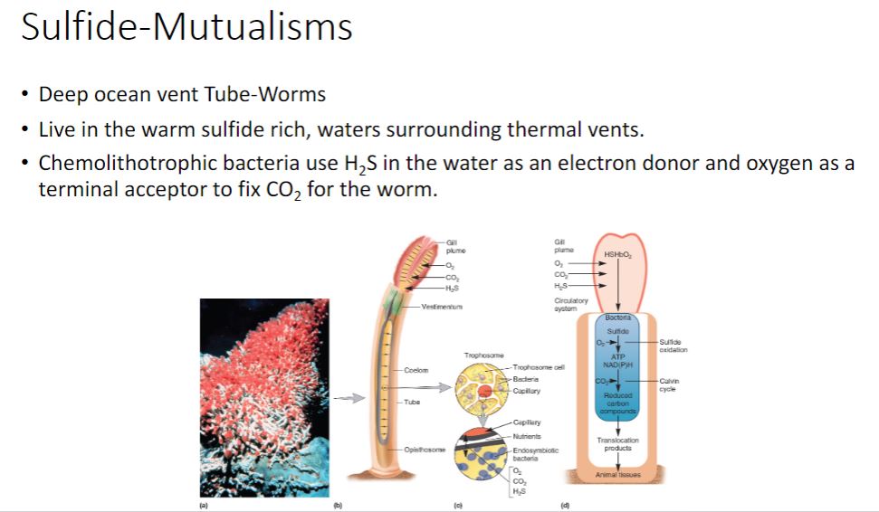 <p>-Several thousand meters below the surface of the ocean, hydrothermal vents are found where the Earth&apos;s crustal plates are spreading apart (figure 19.4). Vent fluids are anoxic, contain high concentrations of hydrogen sulfide, and can reach a temperature of 350°C. The seawater surrounding these vents has sulfide concentrations around 250 μM and temperatures 10° to 20°C above the ambient seawater temperature of about 2°C. Although the high pressure at such depths prevents the water from boiling, one might think these conditions are inhospitable to life. But nothing could be further from the truth.</p><p>Giant red, gutless tube worms (Riftia spp., figure 19.5a) growing near hydrothermal vents exemplify a remarkably successful mutualism in which bacterial endosymbionts are maintained within specialized cells of the tube worm host (figure 19.5b, c, d). Riftia worms lack a mouth and a gut and rely on endosymbiotic bacteria to provide organic carbon. The bacteria are chemolithotrophic, using sulfide as an electron donor and oxygen as a terminal electron acceptor. In fact, Riftia worms have unique hemoglobin that provides both reduced sulfur and oxygen to the endosymbionts. Hydrogen sulfide (H₂S) and O₂ are removed from the seawater by the worm&apos;s hemoglobin and delivered to an organ called the trophosome. The trophosome is packed with bacteriocytes, specialized cells that contain Candidatus Endoriftia persephone. These endosymbionts benefit from the stability provided by the worm in a turbulent environment, and may reach densities of up to 1011 cells per gram of worm tissue. The endosymbionts use the Calvin-Benson cycle to fix CO₂ (see figure 8.4), which they reduce with electrons provided by H₂S. The CO₂ is carried to the endosymbionts in three ways: (1) freely in the bloodstream, (2) bound to hemoglobin, and (3) as organic acids such as malate and succinate. When these acids are decarboxylated, they release CO₂. This CO₂ is then fixed using the same pathway used by plants and cyanobacteria. This mutualism enables Riftia worms to grow to an astounding size (up to 2.5 m) in densely packed communities.</p>