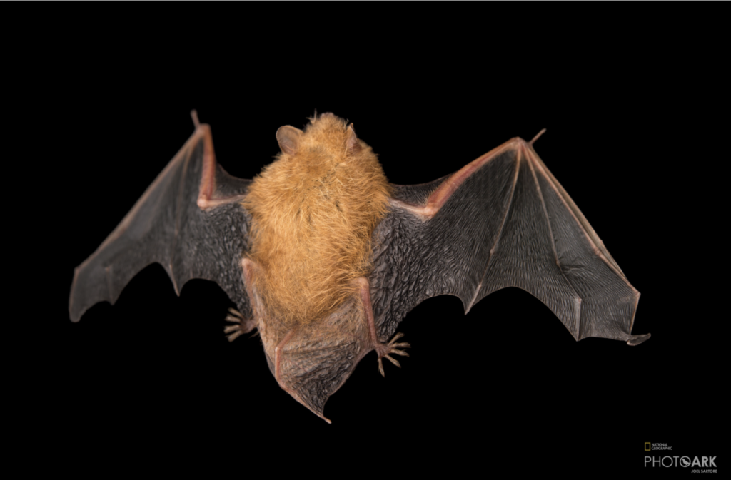 <p>Vespertillionidae - Pipistrellus subflavus</p>