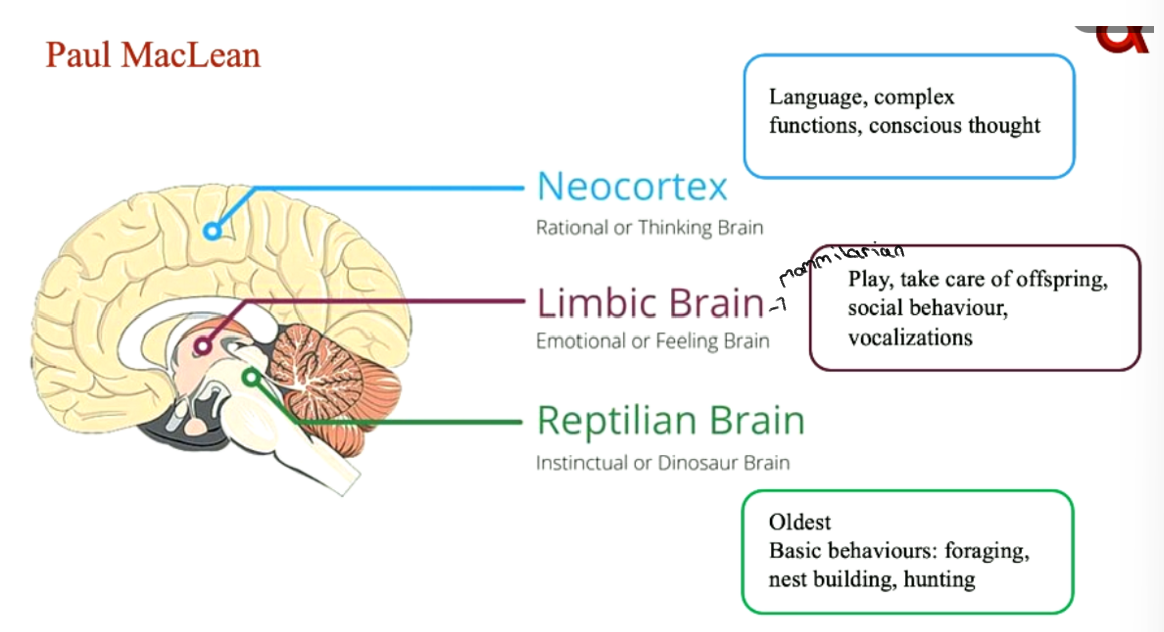 <ul><li><p>Forebrain and three distinct systems → “1 mind, 3 brains”</p></li><li><p>sensory impulses from body and outside world reach thalamus and are directed into 3 main pathways</p></li><li><p>each has a different evolotionary stage and species dependent functions</p><p></p></li></ul>