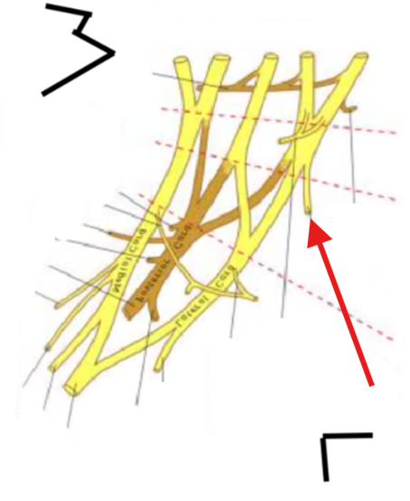 <p>What is this structure?</p>