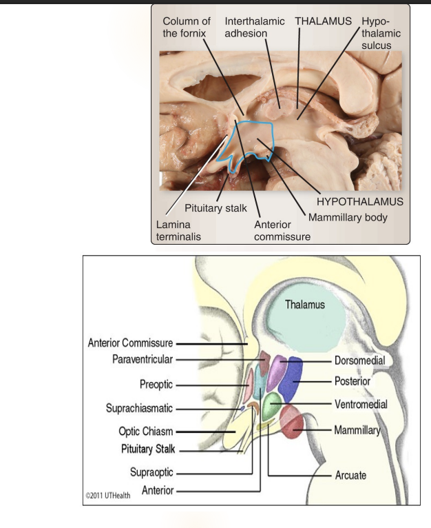<ul><li><p>Small region located directly above the brainstem- about the size of an almond</p></li><li><p>Found <strong>underneath</strong> the <strong>thalamus</strong> and comprises the floor of the third ventricle,</p></li><li><p> <strong>Anterior</strong>- optic chiasm and anterior commissure,</p></li><li><p> <strong>Posterior</strong> by the mammillary bodies</p></li><li><p>Extends downward from the brain into a stalk known as the pituitary stalk (or infundibular stalk), which connects it to the pituitary gland- <strong>hypothalamus–pituitary complex</strong></p></li></ul><p></p>
