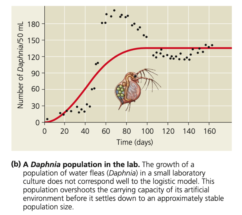 Does not correspond to logistic growth
● In reality, there is often a ____ before the negative effects of an increasing population are realized
○ If food is a limiting factor, reproduction will decline eventually and females may use their energy reserves to continue reproducing for a short time
○ Causes an _____ in carrying capacity (see water fleas)