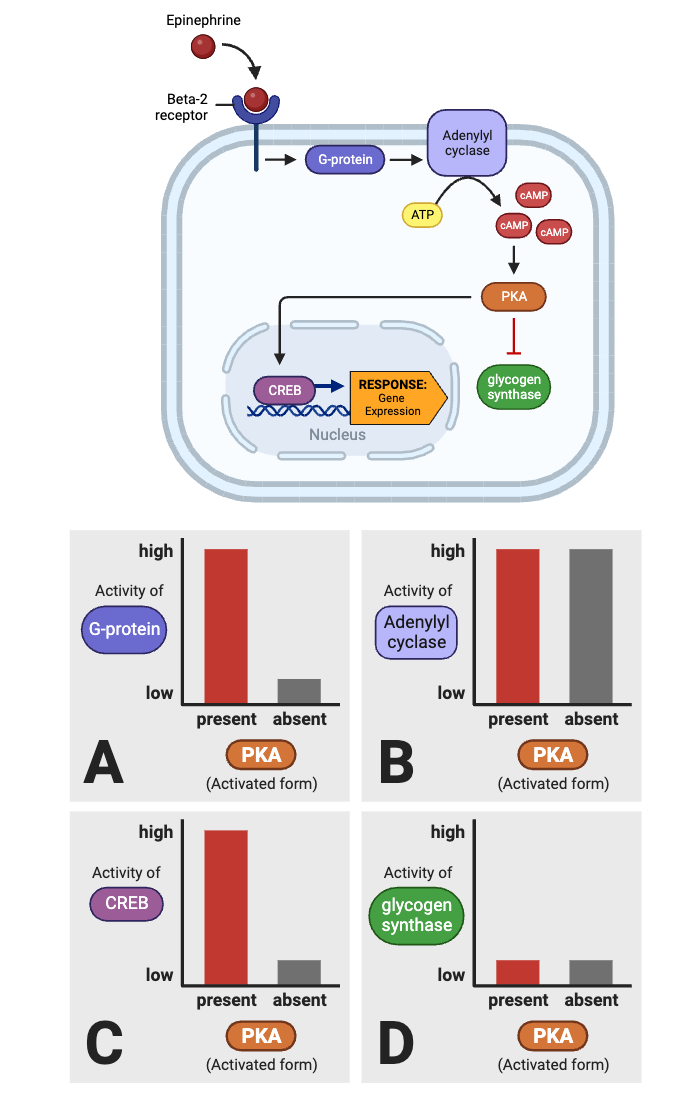 <p>Which plots (A through D) in the bottom figure are consistent with the model of the signaling pathway in the top figure? Select <strong>all</strong> that apply.</p><ul><li><p><span>a. Plot A</span></p></li><li><p><span>b. Plot B</span></p></li><li><p><span>c. Plot C</span></p></li><li><p><span>d. Plot D</span></p></li></ul><p></p>