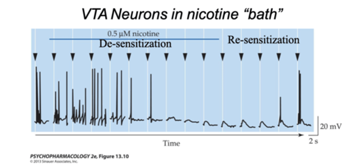 <p>- Cigarette smokers undergo acute tolerance over the</p><p>course of the day</p><p>- related to desensitization of nicotinic receptors</p><p>- Spikes induced by ACh application (arrowheads)</p><p>- Desensitization of DA neurons to continuous nicotine exposure</p>