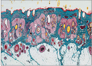 <p>name of histologic slide:</p><p>Specie:</p><p>Parts</p><p>1.__ 2.__ 3.__ 4.__</p><p>Stain used:</p>