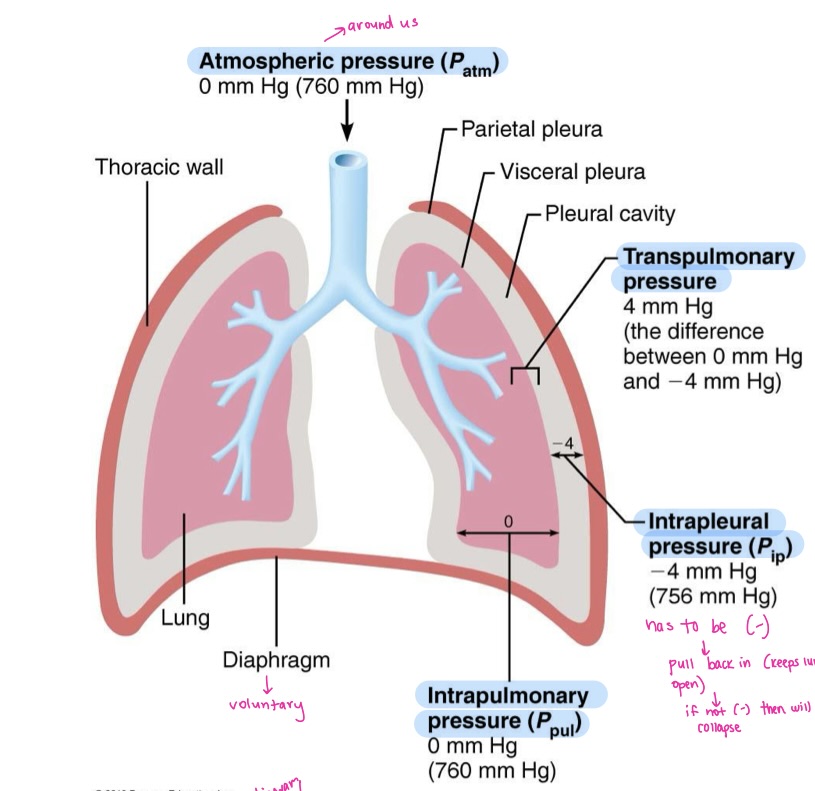 <p>difference between intrapulmonary and intrapleural pressure </p>
