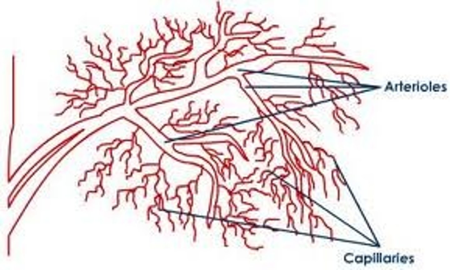 <p>The smallest arteries that still have three tunics.</p>