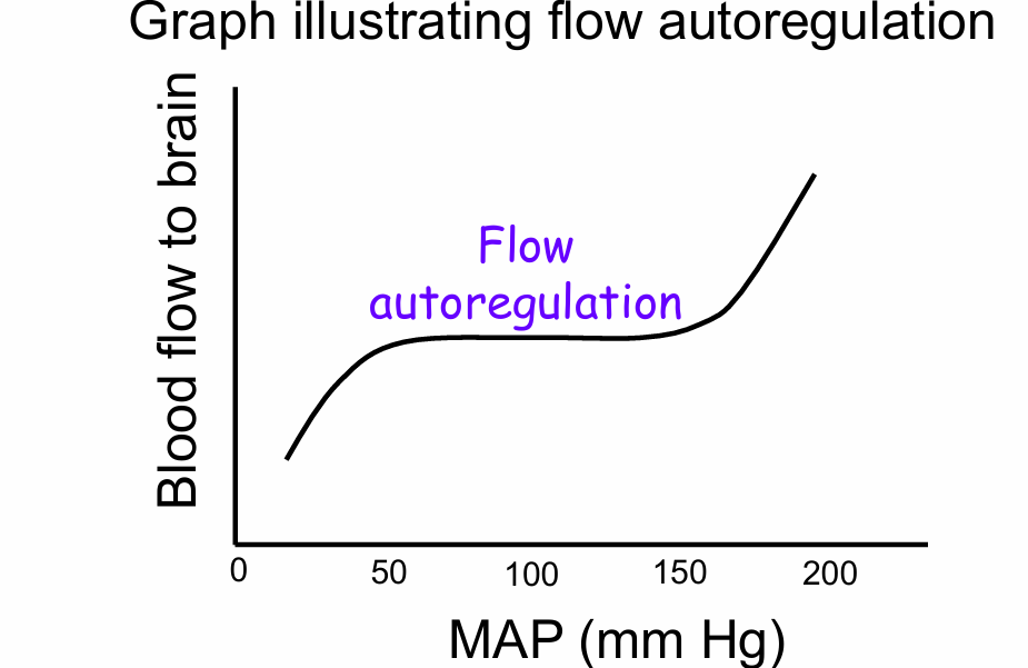 <p>blood flow to the brain is constant</p>