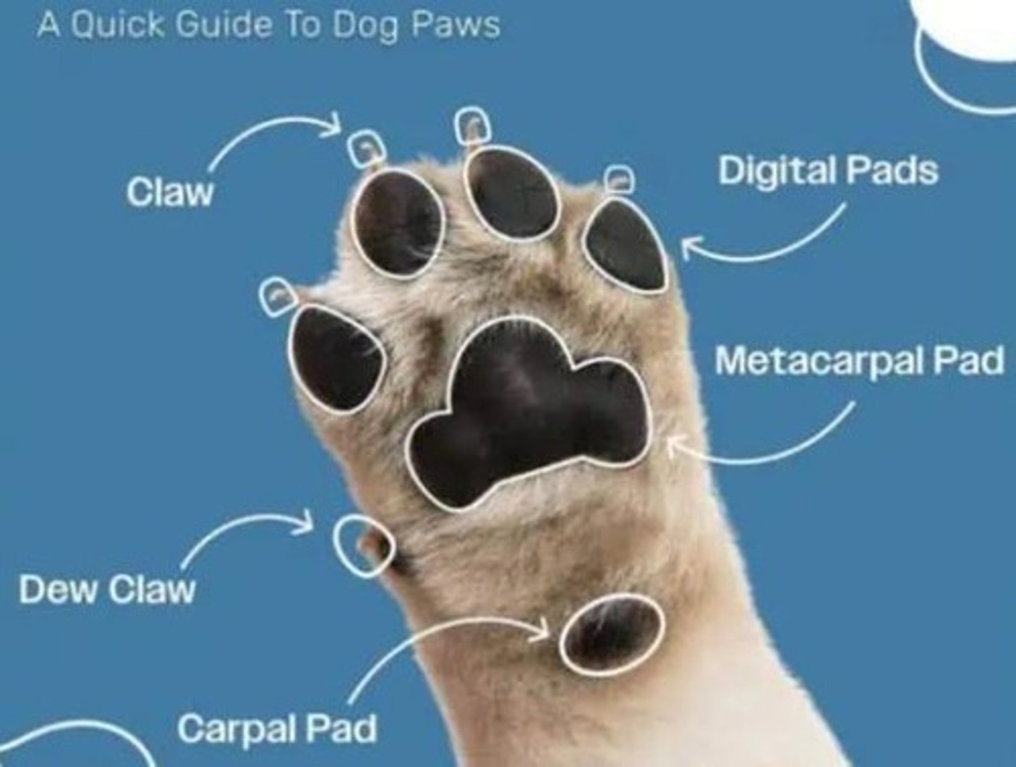 <p>The skeleton of the ___ (manus) includes the bones of the carpus, metacarpus, phalanges, and certain sesamoid bones associated with them.</p>