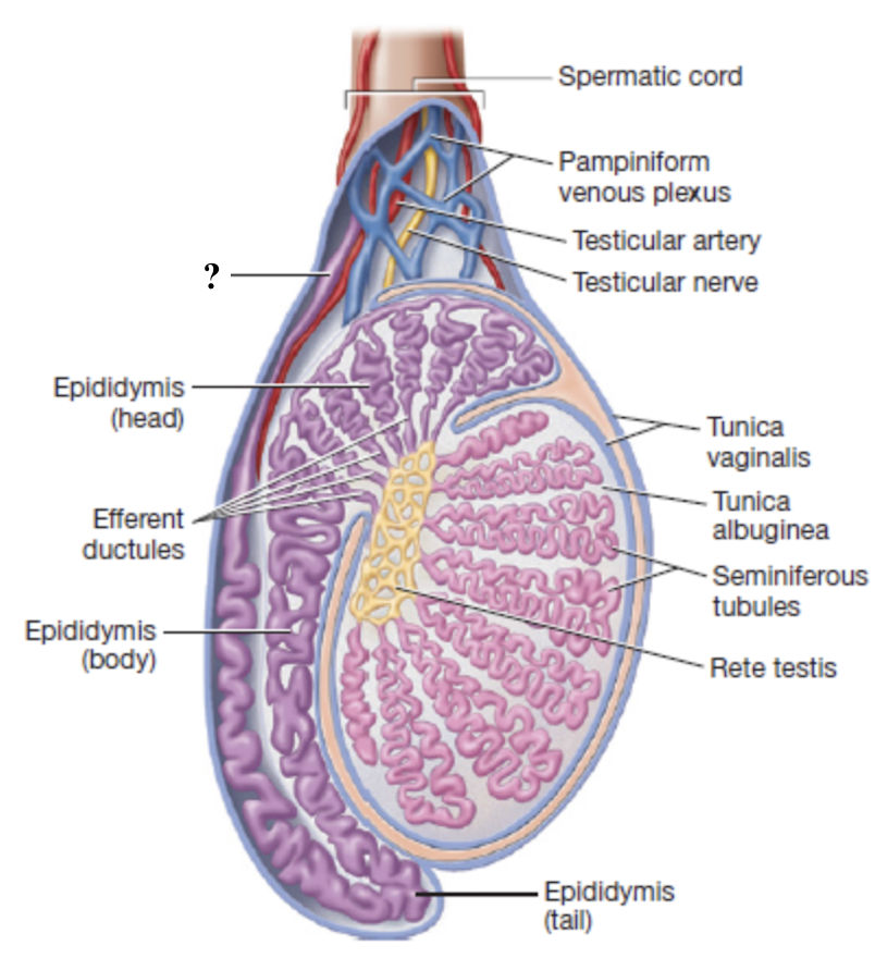 <p>muscular tube that transports sperm from the epididymis toward the ejaculatory duct</p><ul><li><p>loops posteriorly and superiorly around the urinary bladder</p></li></ul><p></p>