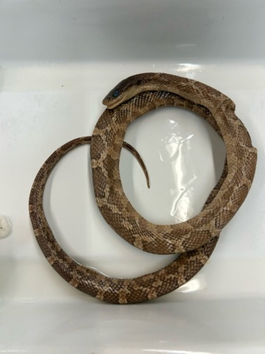 <p>Texas Ratsnake</p>