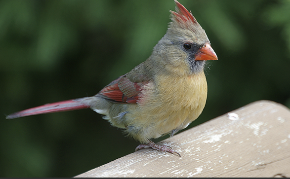 <p>What Bird is this? (and gender)</p>