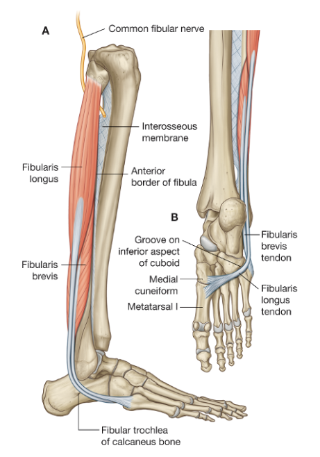 <ul><li><p>Everts and flexes the ankle</p></li><li><p>Lateral compartment</p></li><li><p>Helps to stabilize the leg on top of the foot</p></li></ul><p></p>
