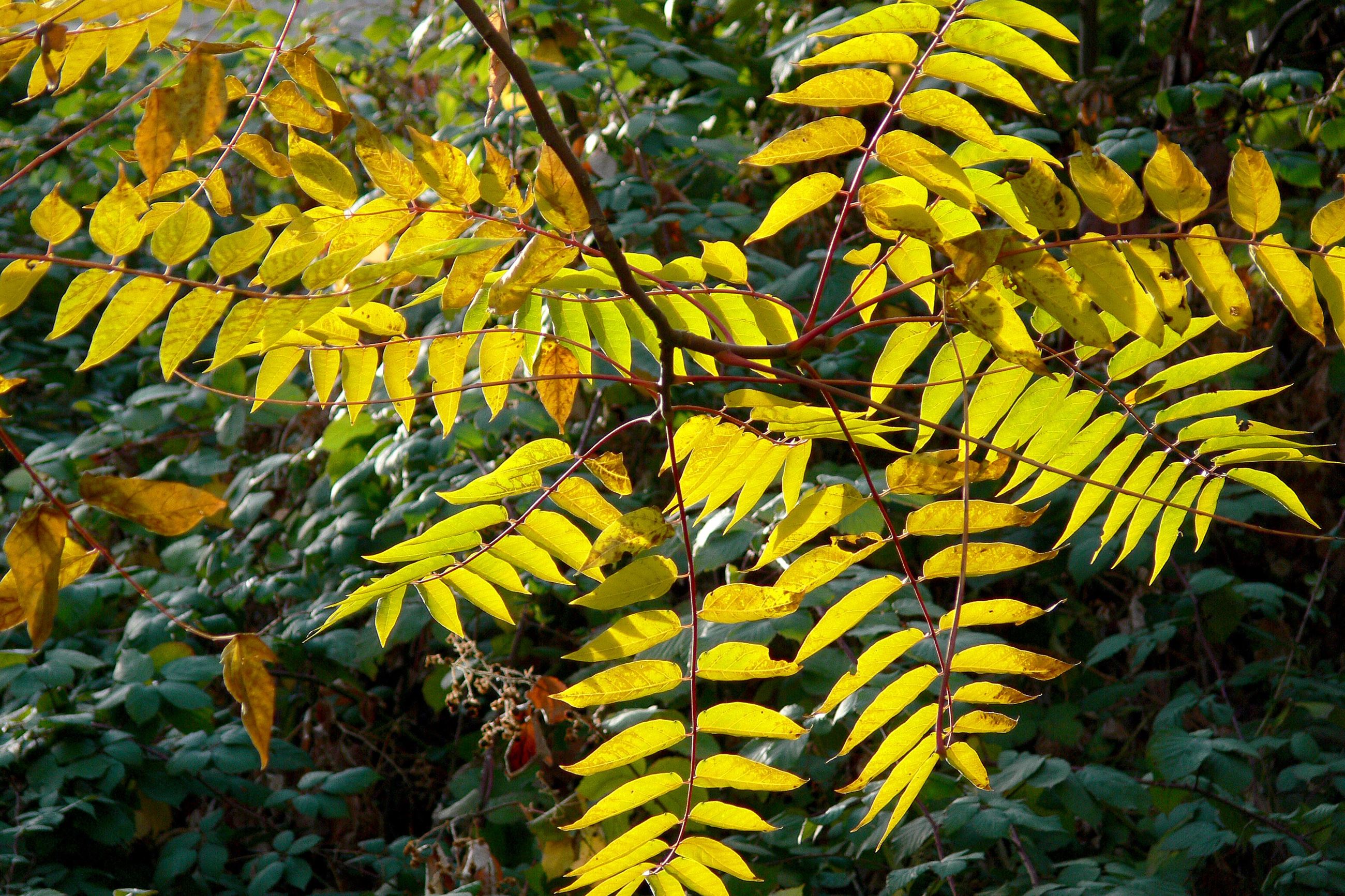 <ul><li><p>compound</p></li><li><p>smooth</p></li><li><p>alternate</p></li></ul><p></p>