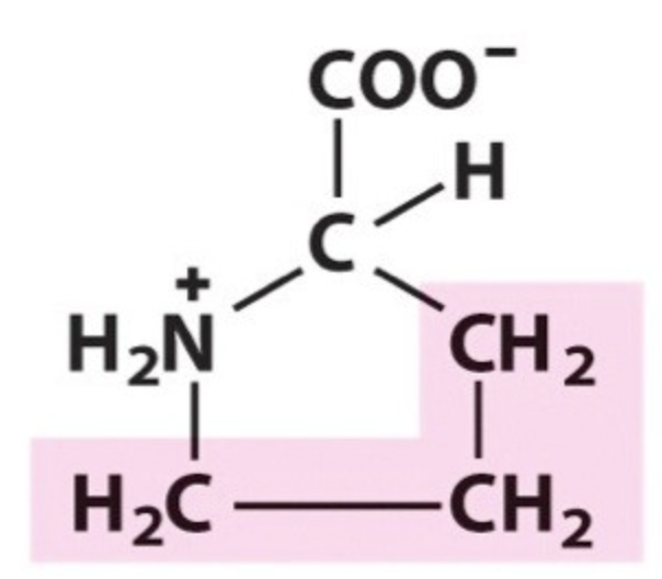 <p>Name the amino acid.</p>