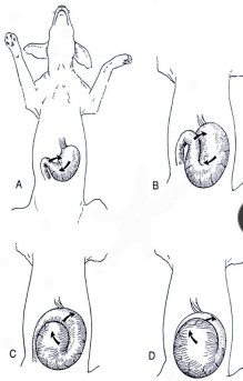 <p><span style="background-color: transparent;"><strong><span>Gastric Dilatation-Volvulus (GDV)</span></strong></span></p>
