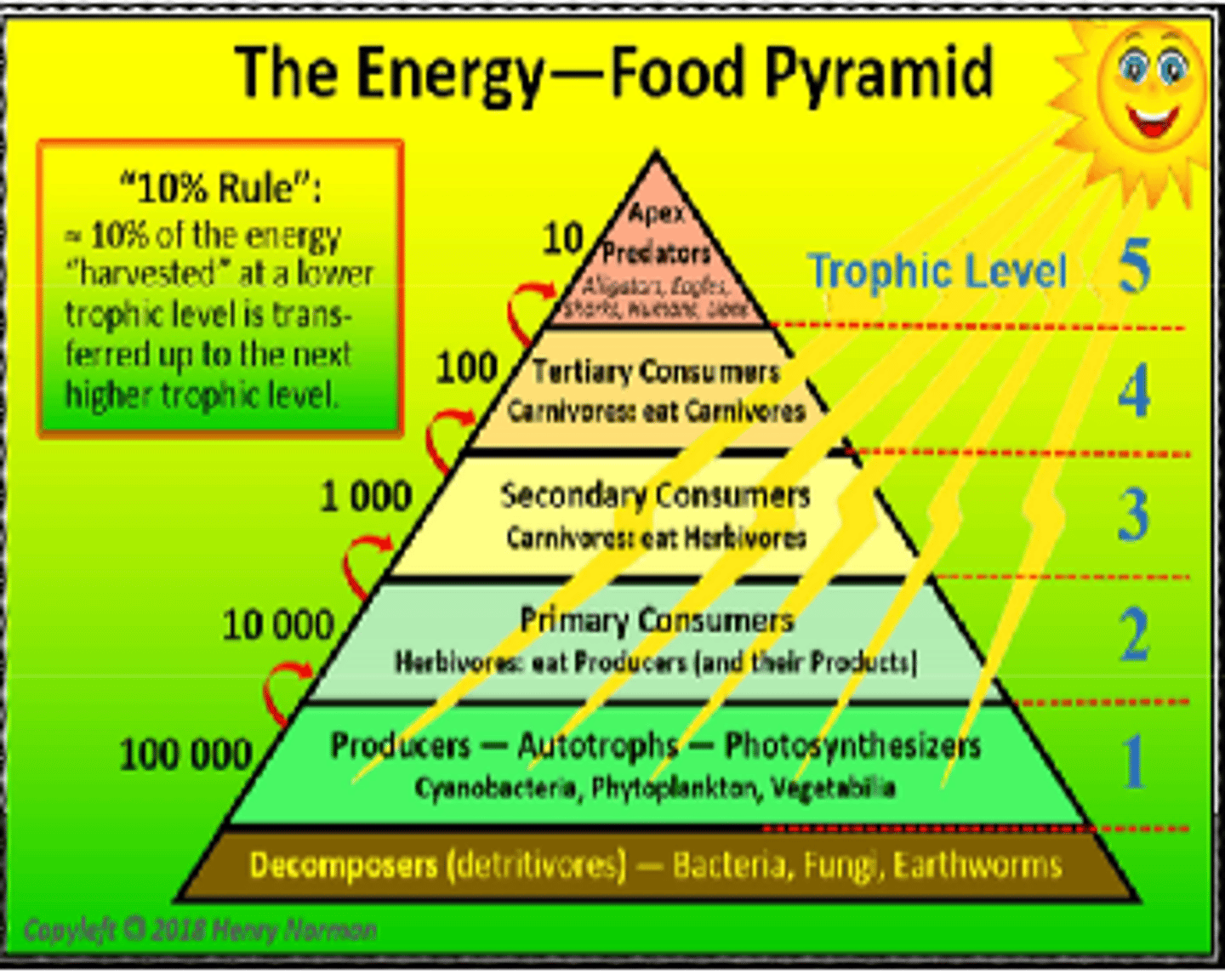 <p>show the relative amount of biomass, numbers or energy contained within each trophic level in a food chain/web</p>