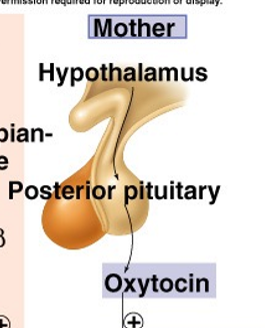 <p>Increased oxytocin produced &amp; huge increase in oxytocin receptors</p>