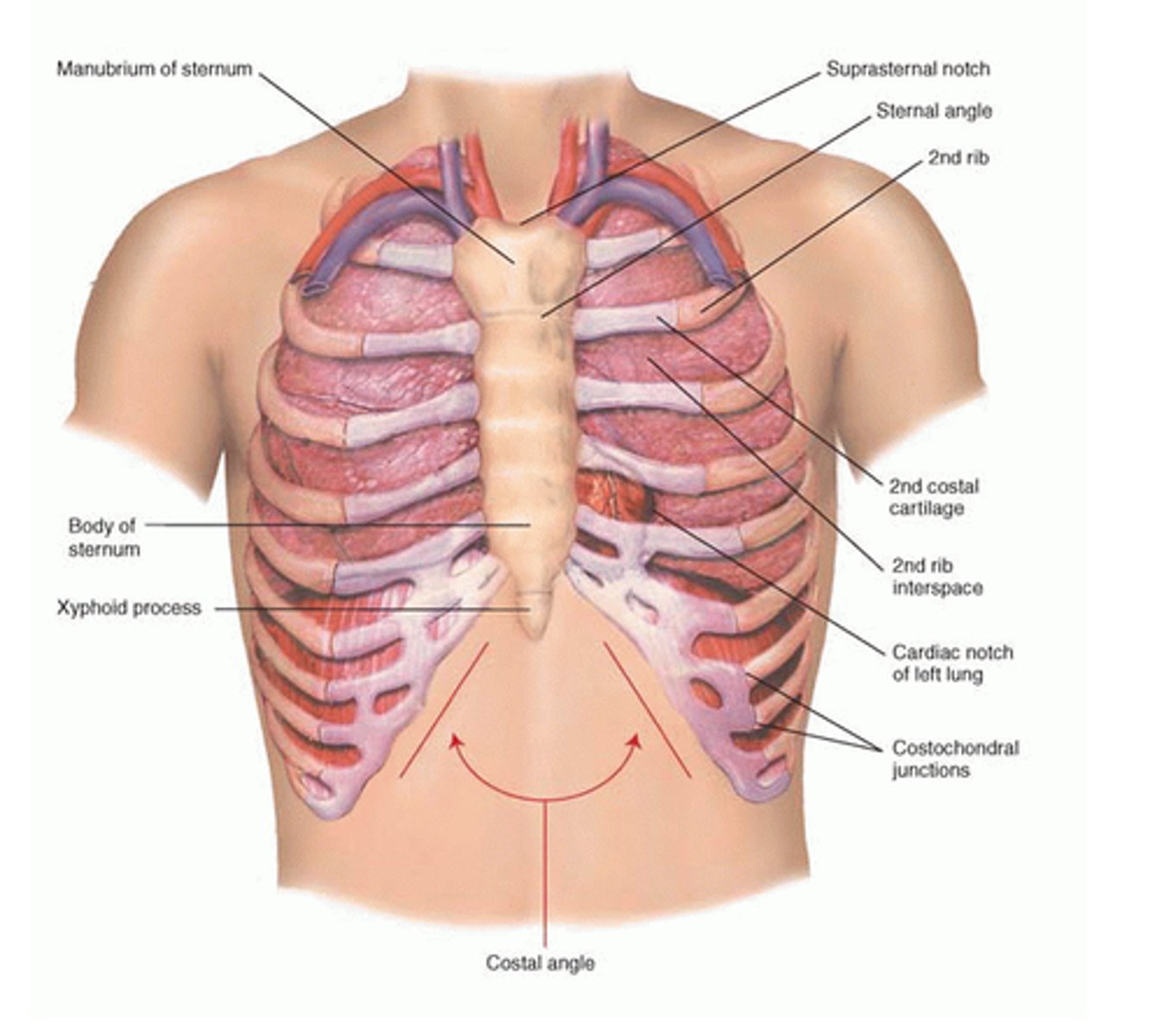 <p>chest</p>