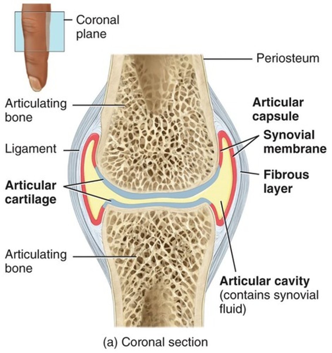 <p>A type of joint characterized by a joint cavity filled with synovial fluid.</p>