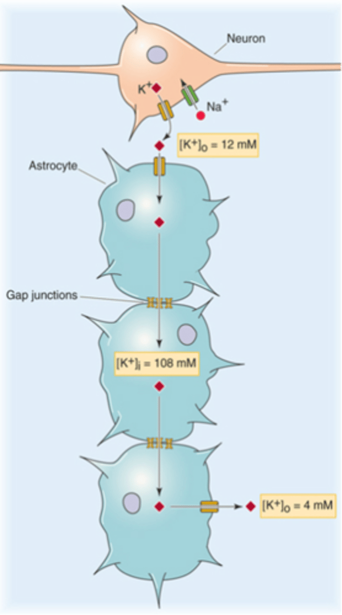 <p>What is a syncytium?</p>