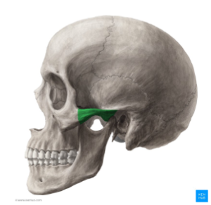 <p>Which temporal bone marking is this? (2)</p>