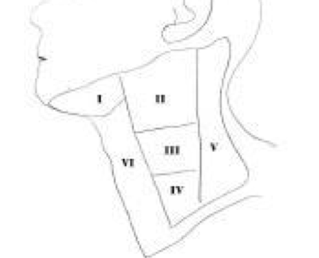 drainage patterns exist, can tell where lesion/swollen lymph nodes are