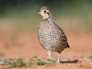 <p>Northern Bobwhite</p>