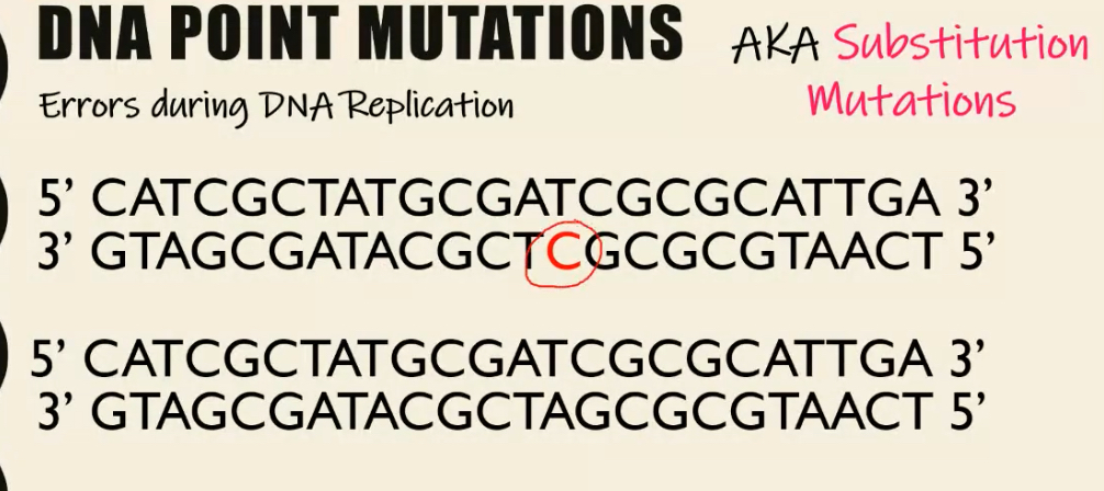<p>Substitution (Point) Mutations </p>