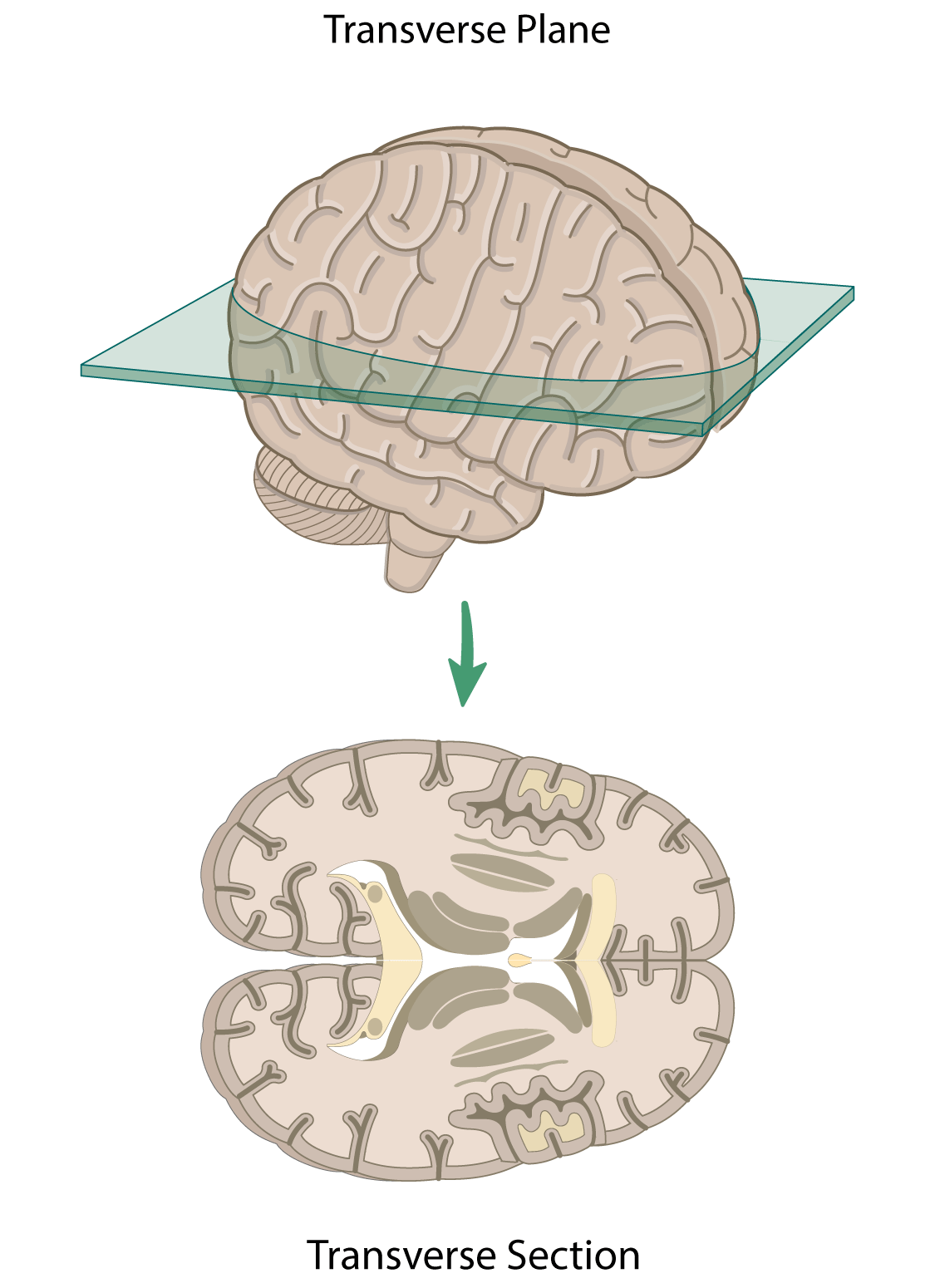 <p>Showing the brain structures from above</p>