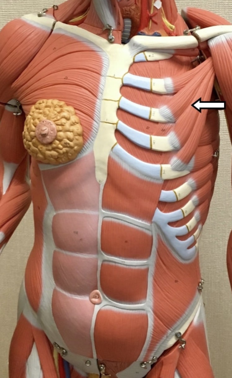 <p><span>Name the muscle labeled with the white arrow below AND name the insertion</span></p>