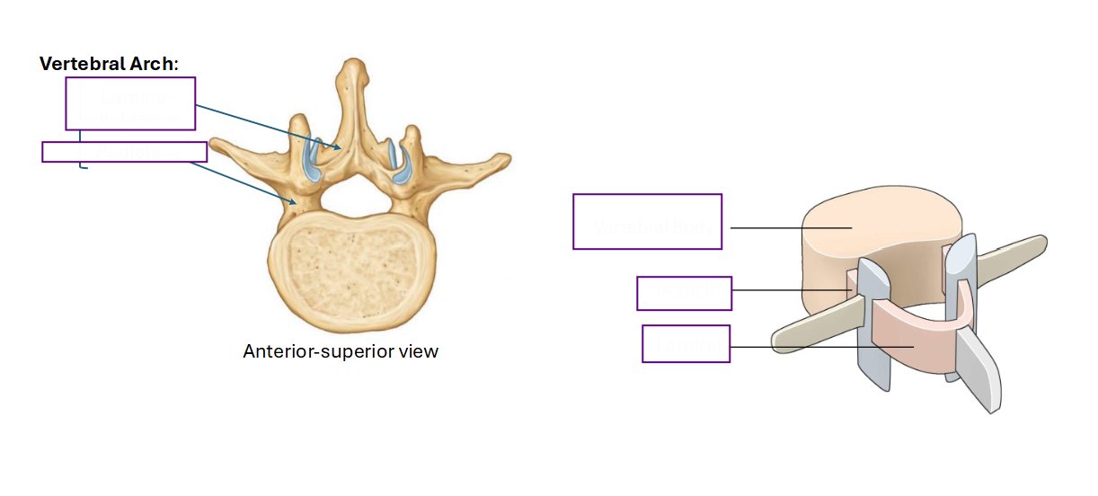 <p>Name the connecting structures of the vertebrae</p>