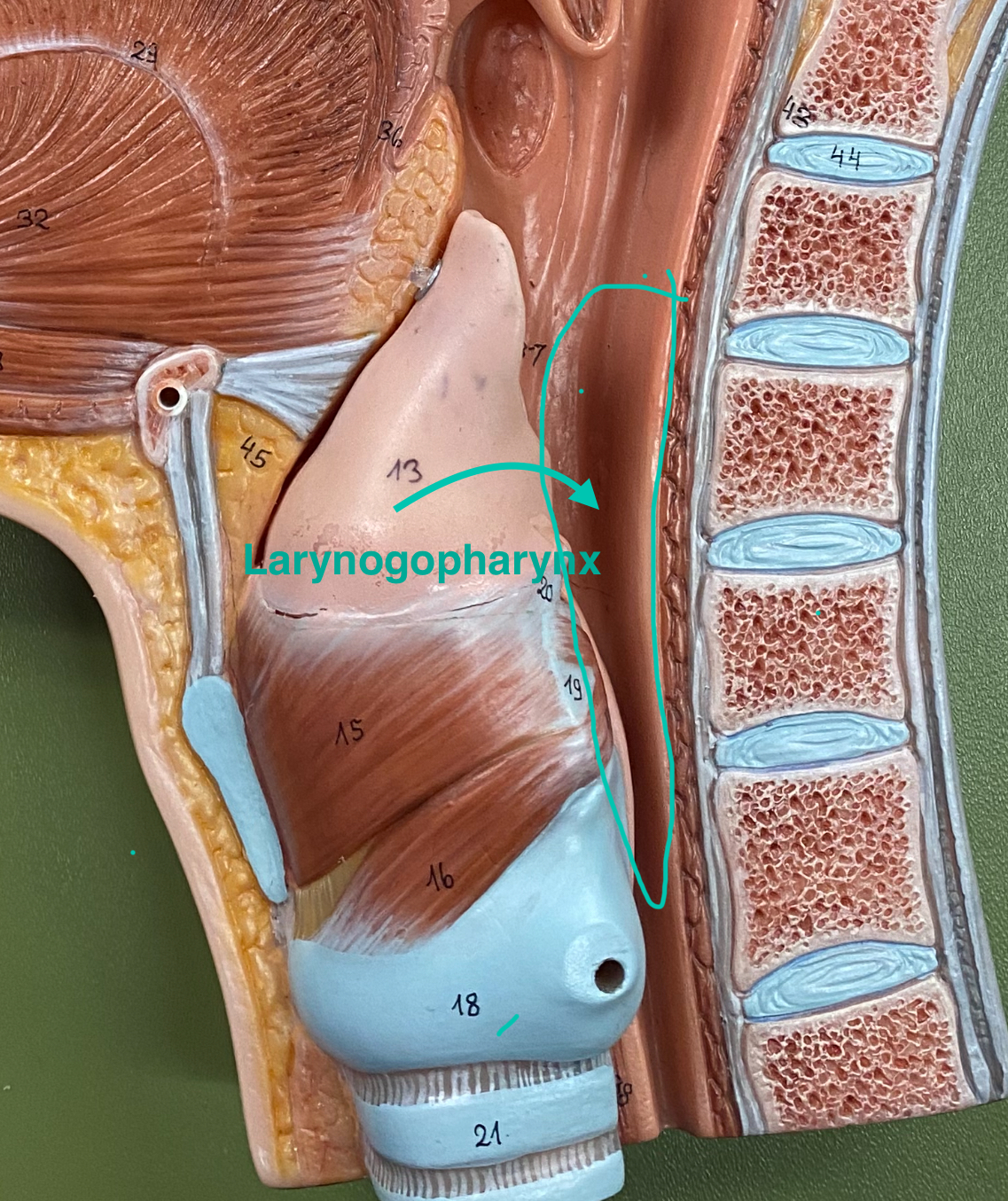 <p>The lower part of the throat, located behind the larynx, where air passes to the larynx and food to the esophagus.</p>