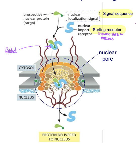* transports through nuclear pores 
* theres signals to move into or out of nucleus 