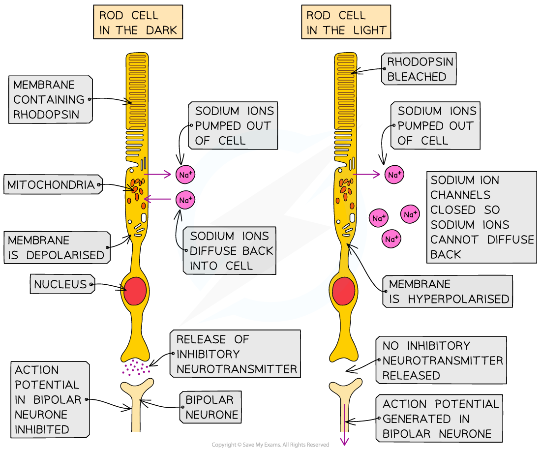 <p>primary photoreceptor: rod cell</p>